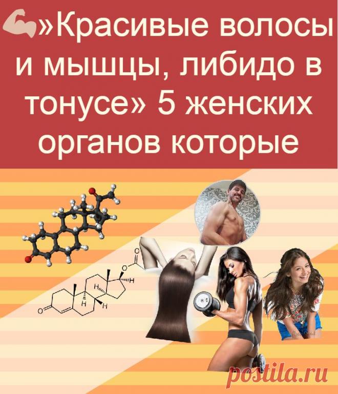 »Красивые волосы и мышцы, либидо в тонусе» 5 женских органов которые могут пострадать при дефиците тестостерона