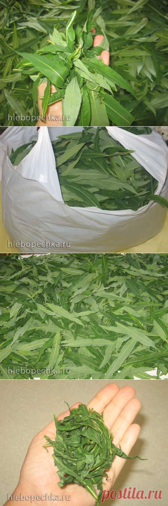 Иван-чай (ферментация листьев кипрея) - мастер-класс - ХЛЕБОПЕЧКА.РУ - рецепты, отзывы, инструкции, обзоры