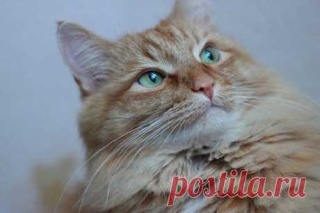 Котик мой