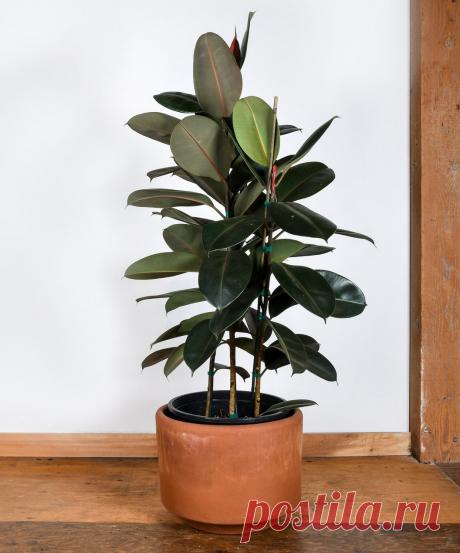 Фикус эластика — классика среди крупных комнатных растений. Уход в домашних условиях. Фото — Ботаничка.ru