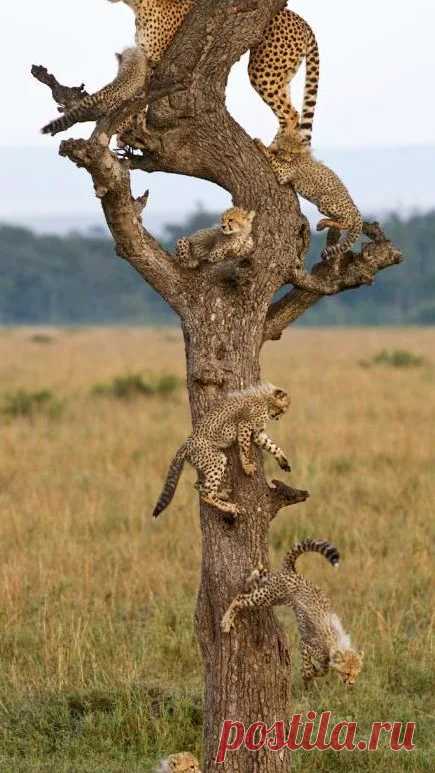 Animal life – Google+