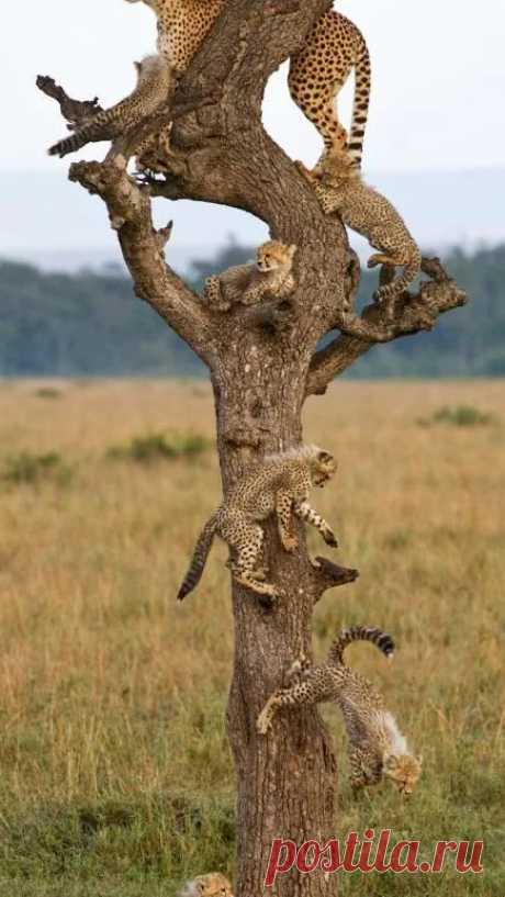 Animal life – Google+