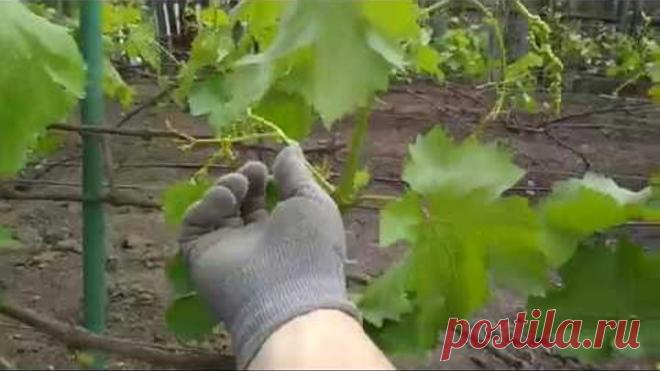 Подвязка , нормировка соцветий и удаление пасынков на винограднике .