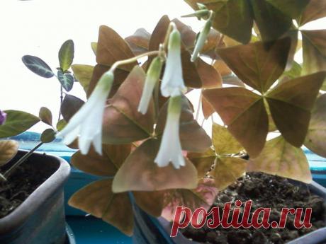 Жанна Соловьёва