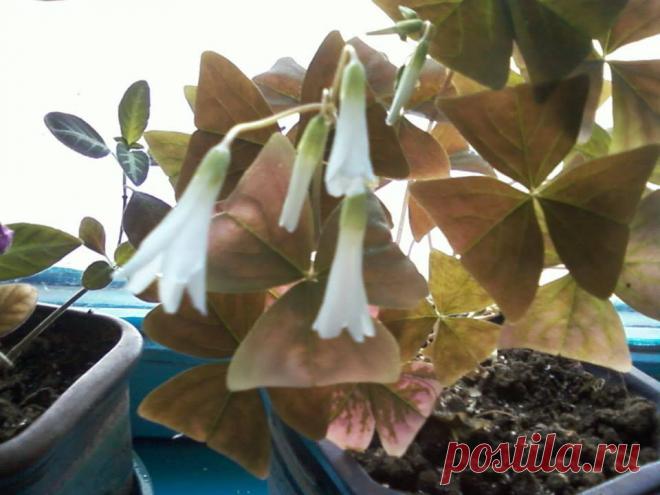 Жанна Соловьёва