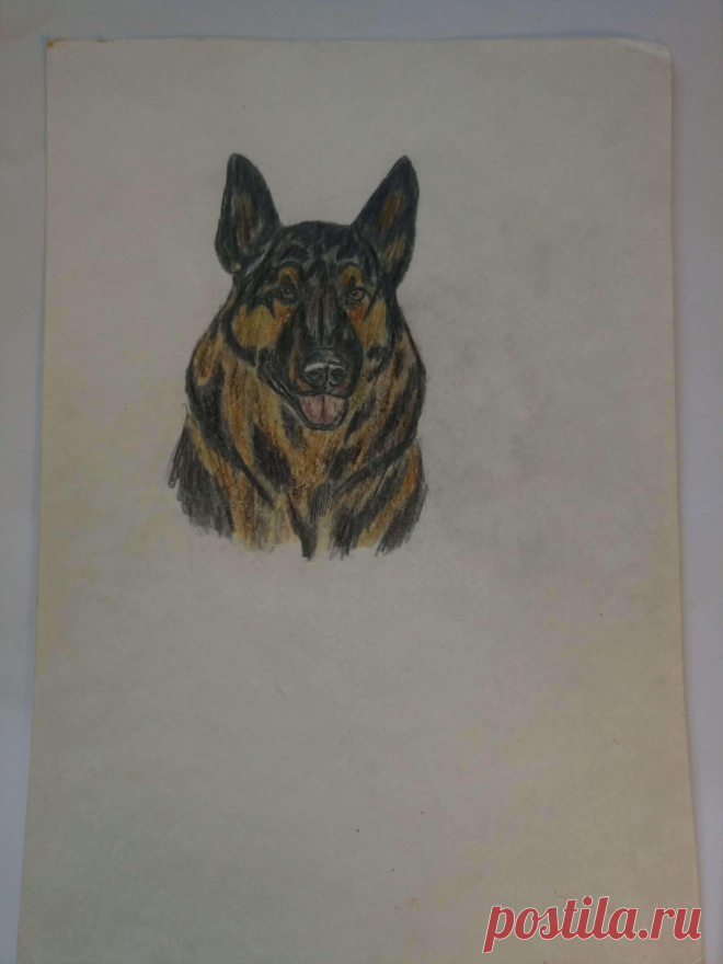 Овчарка 1996 г. (карандаш)