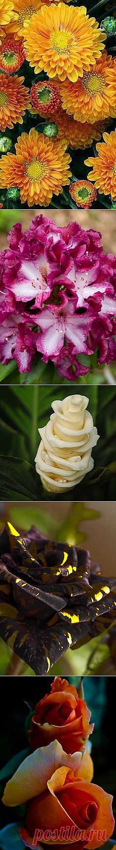 Pinterest