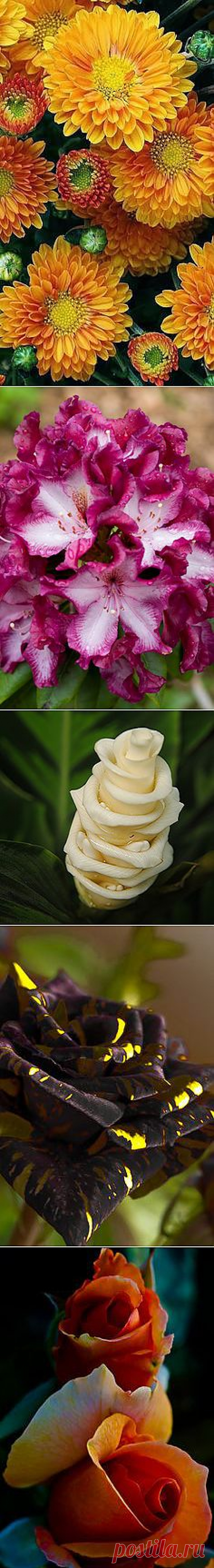Pinterest
