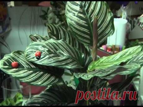 Калатея - уход в домашних условиях, пересадка, размножение, видео