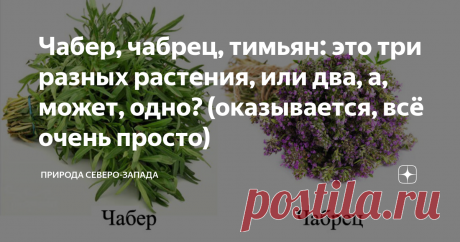 Чабер, чабрец, тимьян: это три разных растения, или два, а, может, одно? (оказывается, всё очень просто)