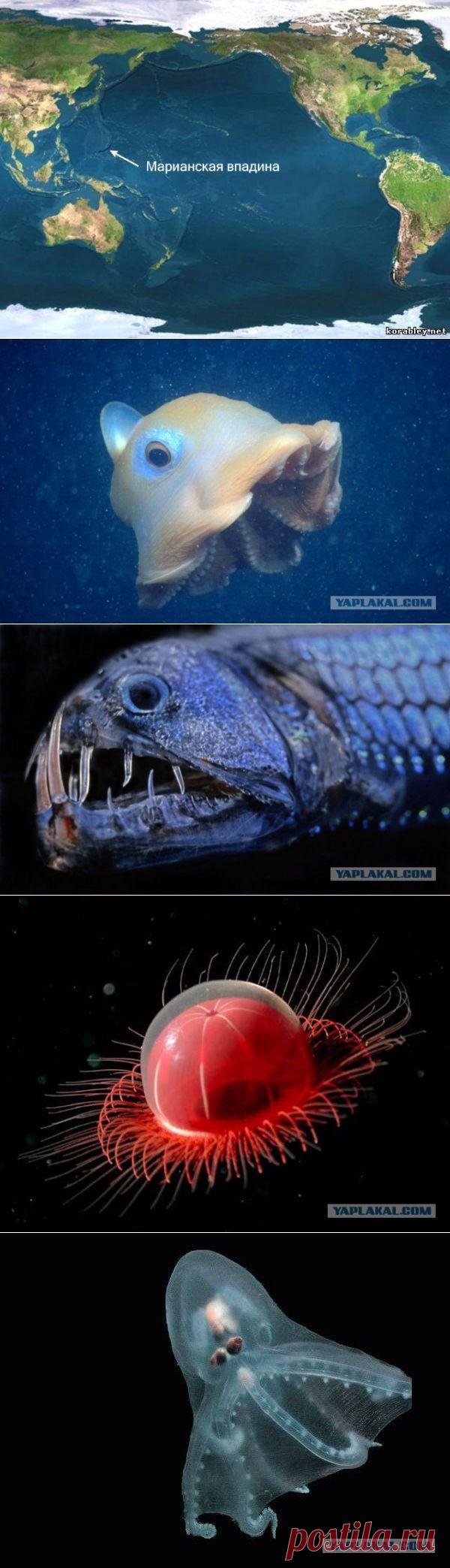 10 самых странных обитателей Марианской впадины