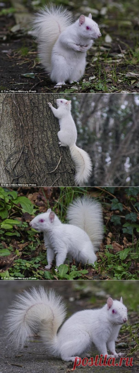 Сфотографирована редкая белка-альбинос | Скучающая панда
