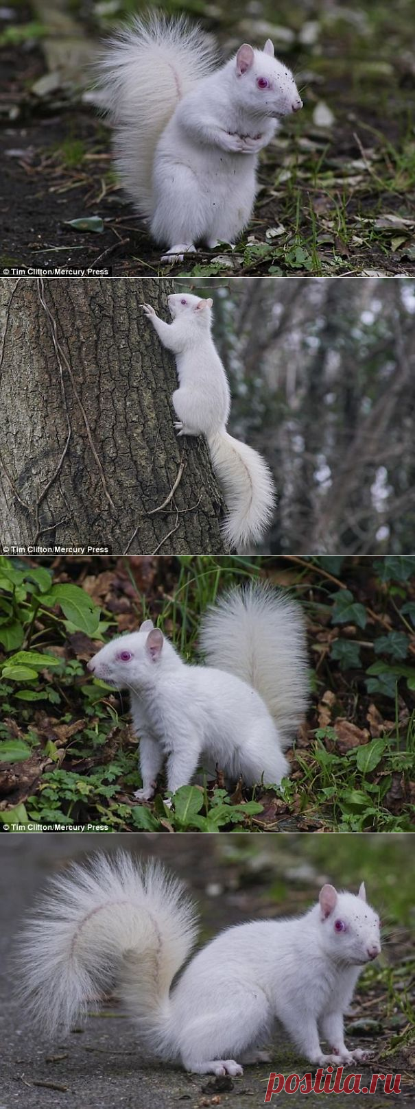 Сфотографирована редкая белка-альбинос | Скучающая панда