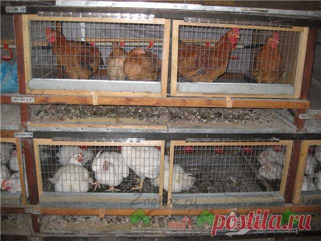 Клетки для кур своими руками: инструкция и фото обзор