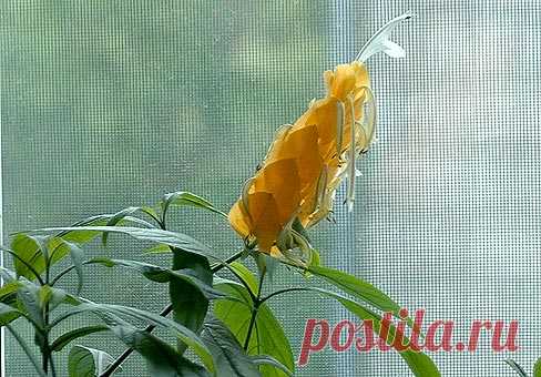 Пахистахис (Pachystachys)