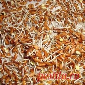 Проростки льна - ваш личный гастроэнтеролог