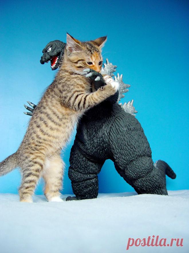 Кошачий патруль на страже порядка | Хвастунишка