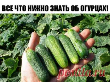 ВСЕ ЧТО НУЖНО ЗНАТЬ ОБ ОГУРЦАХ!


6 СОВЕТОВ, ОТ ВСЕХ БОЛЕЗНЕЙ ОГУРЦОВ!
1. После появления всходов в фазе развития 3 – 4 листочков огурцы нужно обработать следующим составом:
В ведро воды добавить 30 капель йода, 20г хозяйственного мыла и 1 л молока. Опрыскивание таким составом можно проводить через каждые 10 дней.
2. С вечера замочить булку хлеба в ведре воды, утром размять хлеб, добавить маленький пузырек йода, развести 1л жидкости в ведре воды и побрызгать огурцы. Оставш...