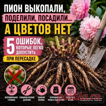 5 ошибок которые легко допустить при пересадке пиона