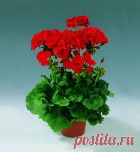 Заведите дома  и не будете нервничать по пустякам