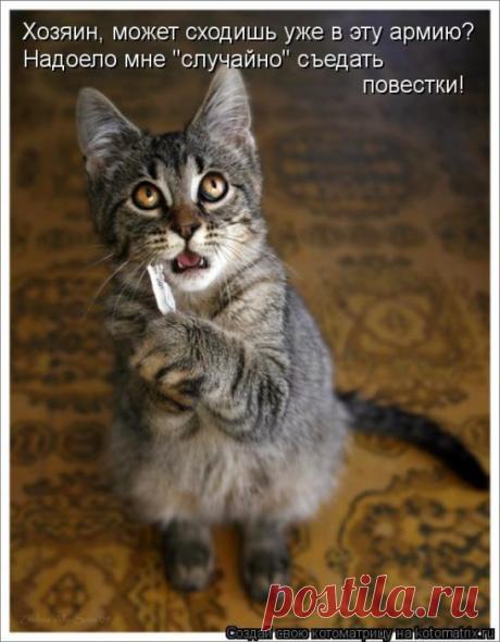 Четыре сыночка (котоматрица)