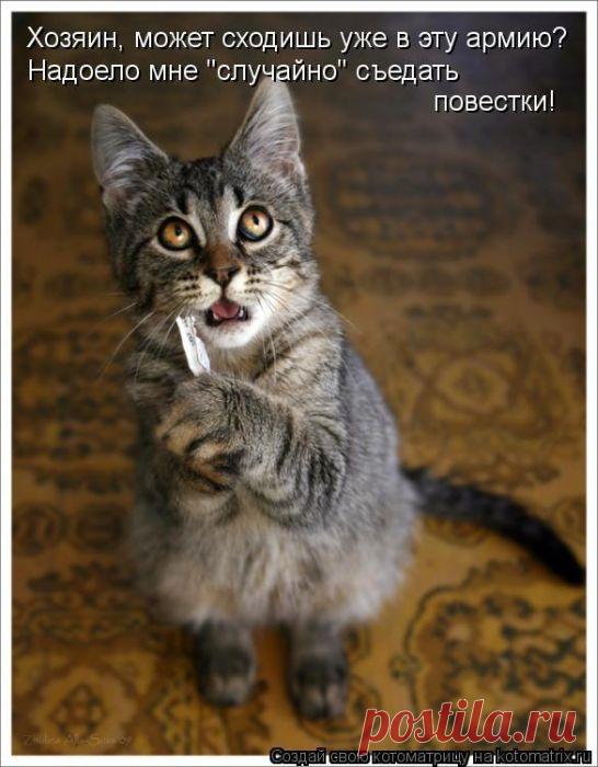 Четыре сыночка (котоматрица)