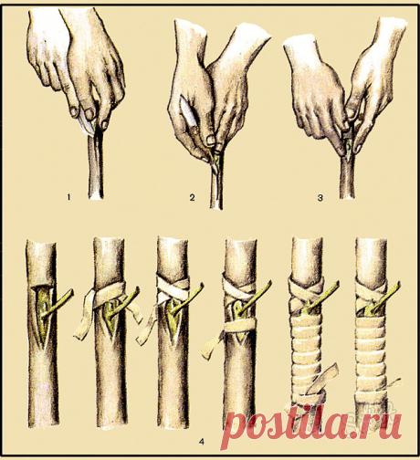 КАК ПРИВИТЬ ЯБЛОНЮ СВОИМИ РУКАМИ
 
Способ прививки за кору применяют, когда к взрослой или старой яблони хотят привить один или несколько новых (более зимостойких, урожайных или устойчивых к болезням) сортов.
 
Тогда большинство скелетных (основных) ветвей дерева спиливают на расстоянии от 70 сантиметров до 1 метра от ствола и прививают к ним ветви. При таком способе прививки очень важно оставить две-три скелетные ветви необрезанными, чтобы они "тянули сок", - иначе яблоня...
