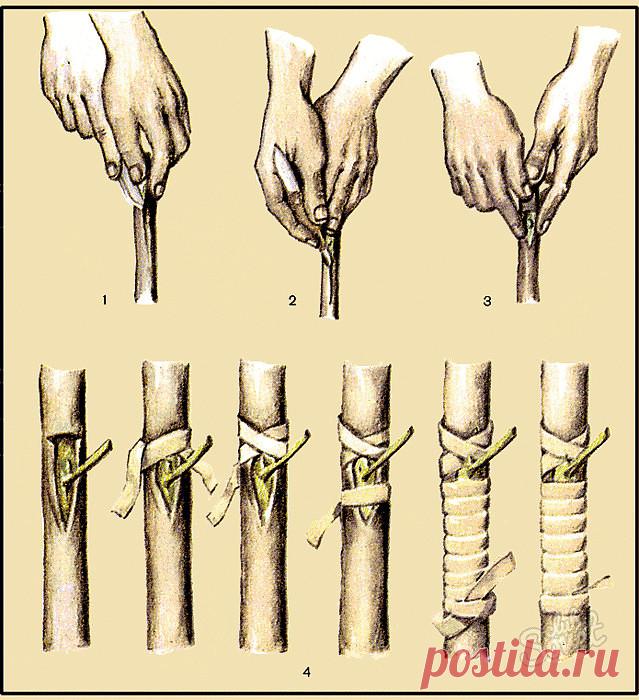 КАК ПРИВИТЬ ЯБЛОНЮ СВОИМИ РУКАМИ
 
Способ прививки за кору применяют, когда к взрослой или старой яблони хотят привить один или несколько новых (более зимостойких, урожайных или устойчивых к болезням) сортов.
 
Тогда большинство скелетных (основных) ветвей дерева спиливают на расстоянии от 70 сантиметров до 1 метра от ствола и прививают к ним ветви. При таком способе прививки очень важно оставить две-три скелетные ветви необрезанными, чтобы они 