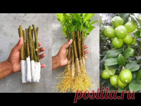 How to propagate lemon tree from cuttings with tissue paper || With 100% success