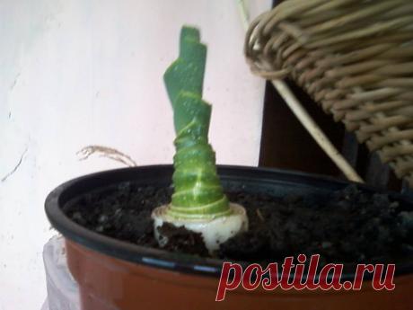 так из корня растёт порей)))Жанна Соловьёва