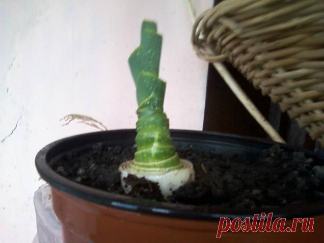 так из корня растёт порей)))Жанна Соловьёва