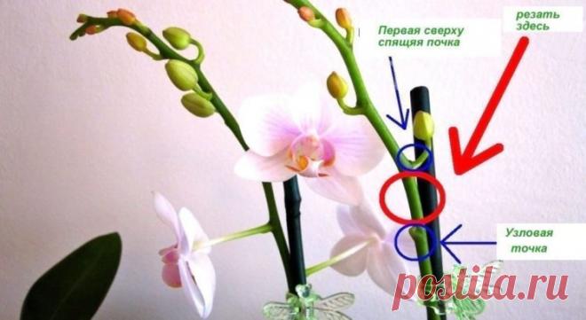Как обрезать ЦВЕТОНОС у орхидеи правильно! Смотрим и делаем сами. — Мир интересного