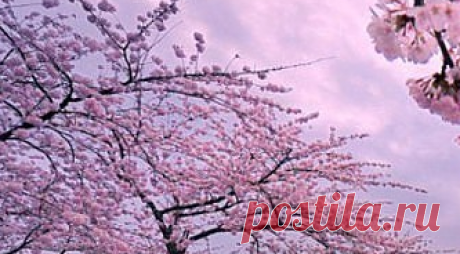 (46) Одноклассники