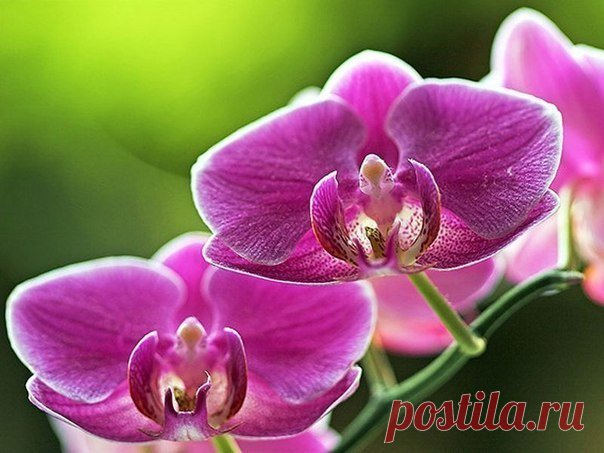 ОРХИДЕИ – СЕКРЕТЫ УХОДА | 6 соток
