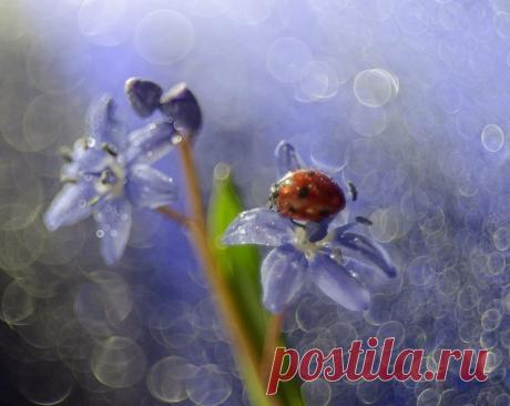 Автор фото: Елена Куценко.