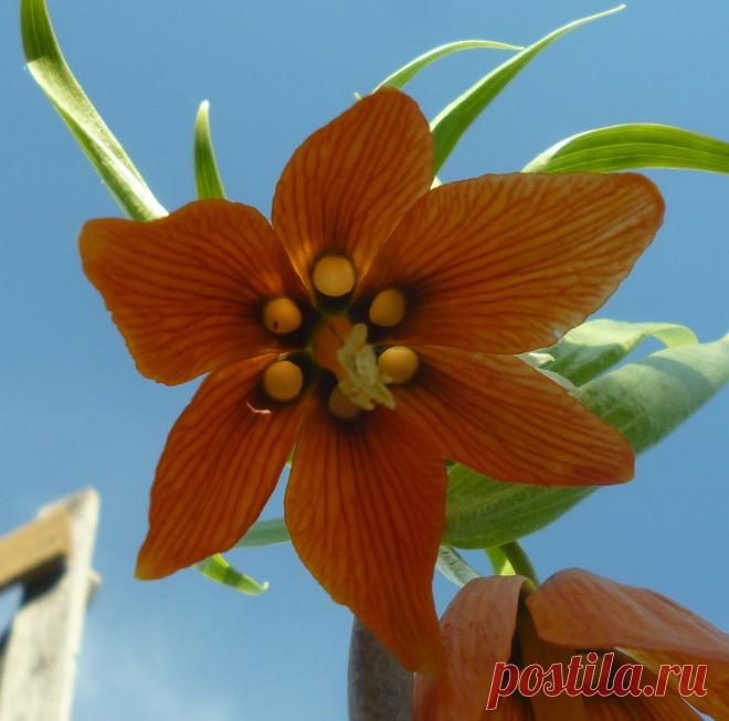 цветок Рябчика