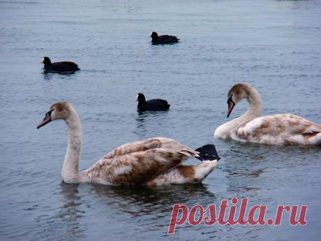 Лебеди в Феодосии