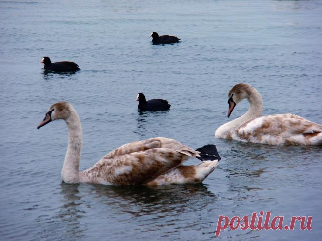 Лебеди в Феодосии