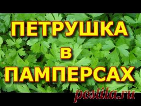 Петрушка в памперсах