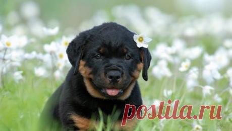 Ротвейлер (36 фото)