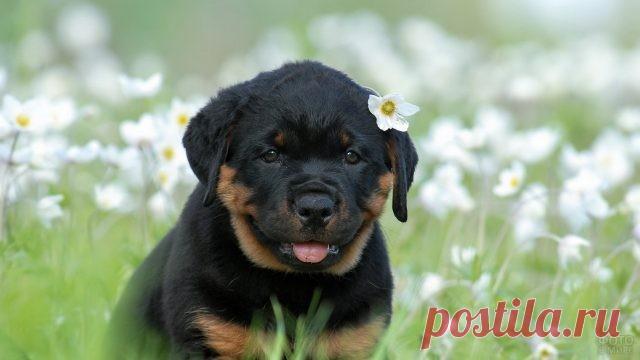 Ротвейлер (36 фото)