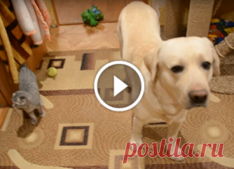 Хозяева оставили собаку с котом одних дома... 
Хозяева ушли из дома по делам, оставив своих пушистых питомцев на хозяйстве. Когда они вернулись, их ждал неприятный сюрприз. Маленькие сорванцы устроили полный погром в квартире. хозяин стар проверя…