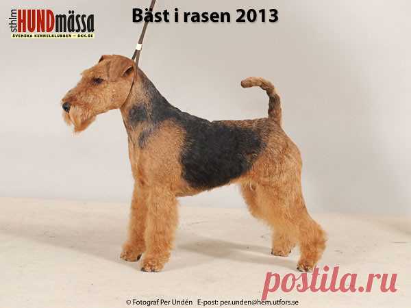 WELSH TERRIER Domare: VIIRTELÄ TARMO, FINLAND   FI JV-12 FI UCH FI V-12 SE JV-12 SE UCH SE V-12 KETCHER TRAIV AYOVA  Ägare: KATJA KELLONIEMI, HELSINKI, FINLAND, FINLAND Uppfödare: TRAPEZNIKOVA I.V, RYSSLAND