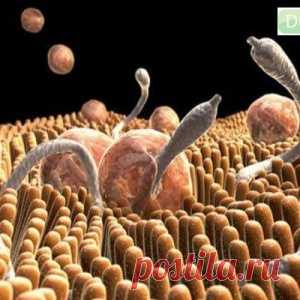 Узнай как есть семена тыквы чтобы убить кишечных паразитов солитеров и других червей за 3 дня - МирТесен