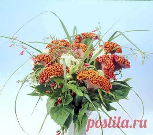 целозия фото цветов: 3 тыс изображений найдено в Яндекс.Картинках