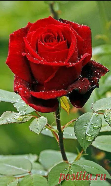 РОЗОЧКА СЧАСТЬЯ И ЛЮБВИ