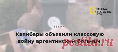 Жители элитного закрытого поселка жалуются на нашествие капибар. Но экологи возражают: инвазивный вид здесь – вовсе не водосвинки, которые просто вернулись на свои болотные угодья, где царствовали сотни лет до этого.