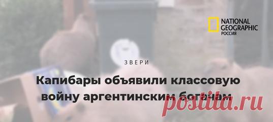 Жители элитного закрытого поселка жалуются на нашествие капибар. Но экологи возражают: инвазивный вид здесь – вовсе не водосвинки, которые просто вернулись на свои болотные угодья, где царствовали сотни лет до этого.