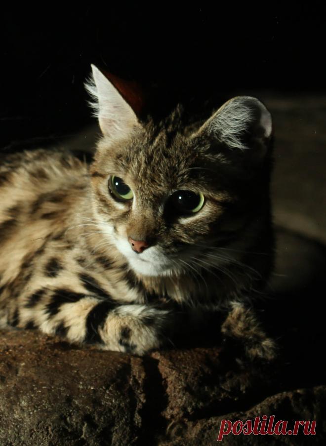 Black_Footed_Cat.jpg (1556×2129)