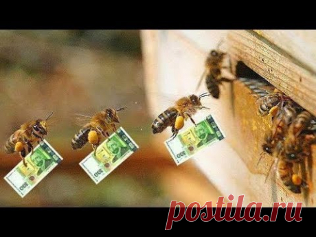 Все Секреты Пчеловодства!!!!!ТРИ ПРАВИЛА УСПЕХА!!!!!